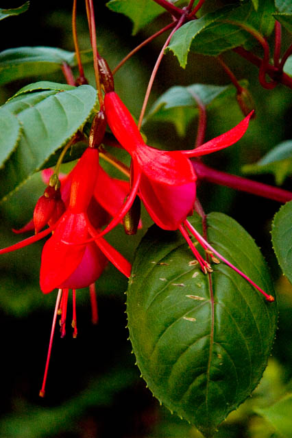 Still Blooming