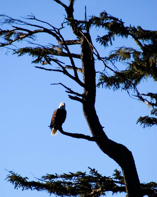 Bird Of Prey