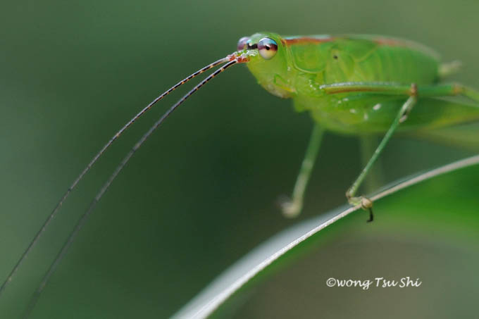 Katydid