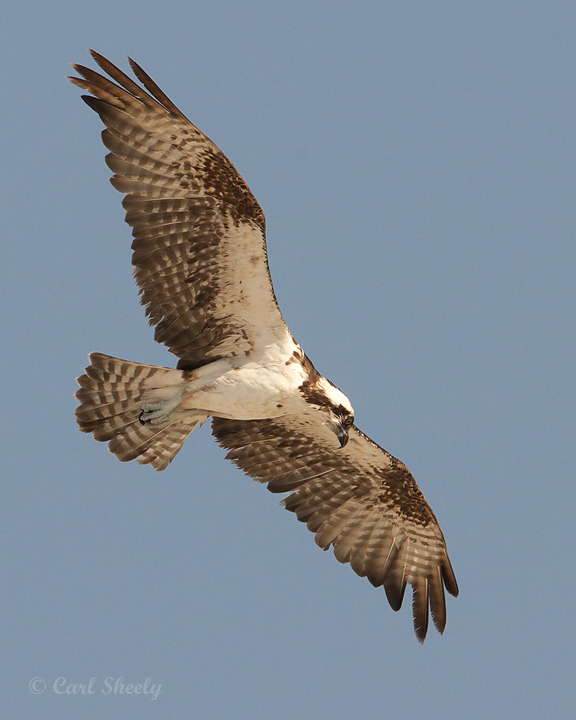 Osprey-7.jpg