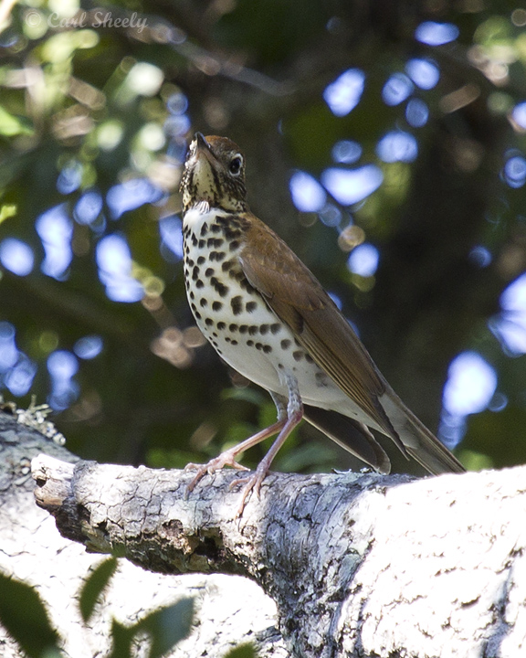 Wood Thrush0902.jpg