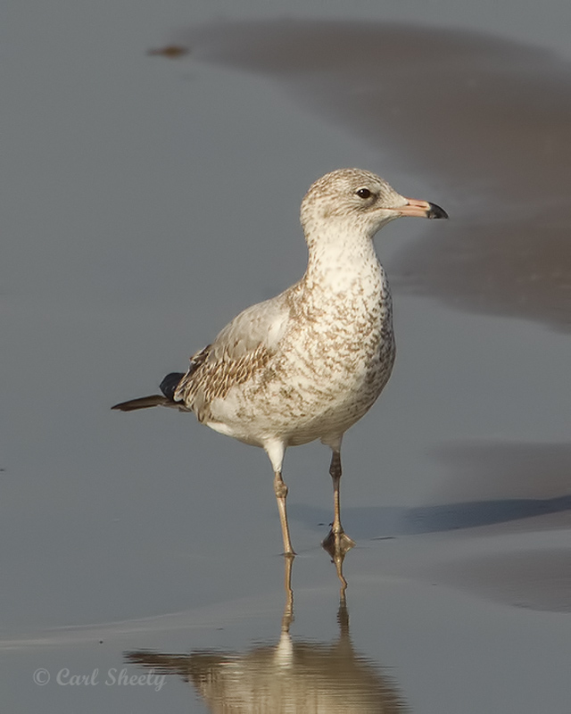 Ring-billed Gull1007.jpg