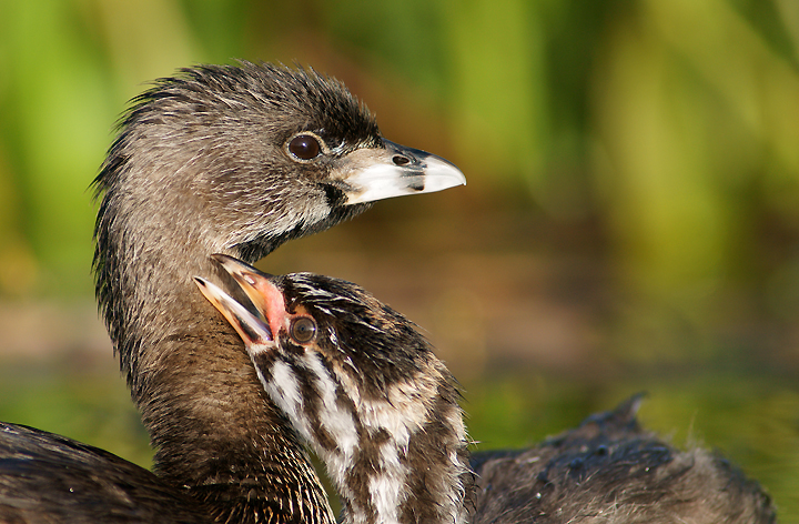 Second Place, Floridas Birding and Photofest Photo Contest, 2009