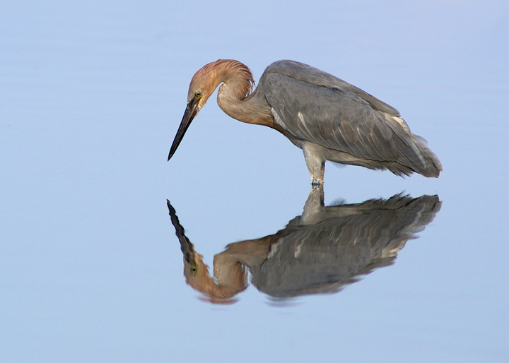 Reflecting