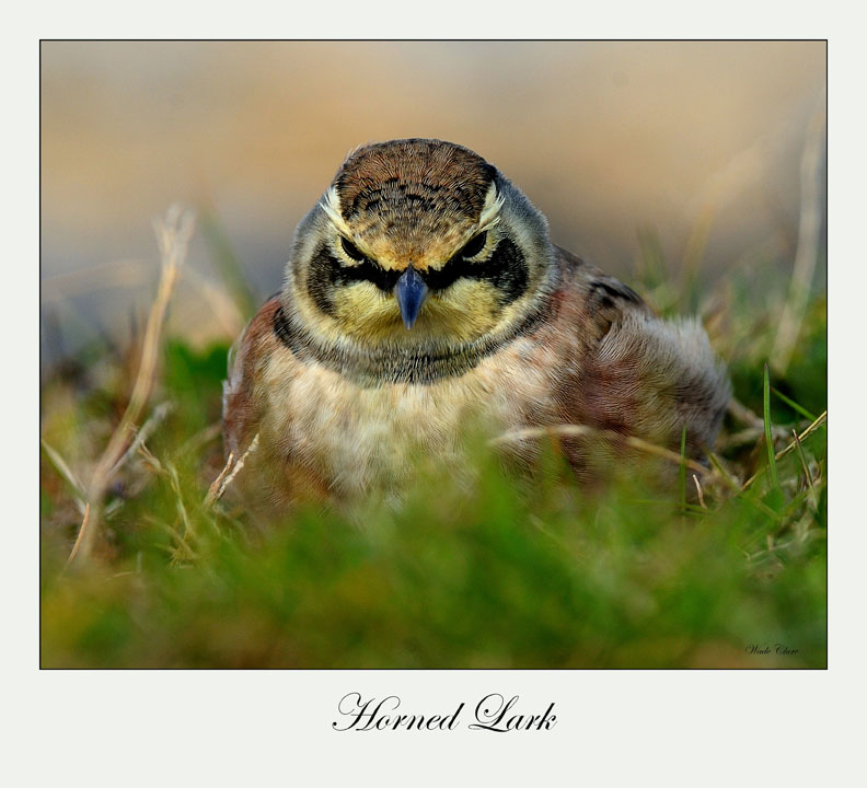 Horned Lark