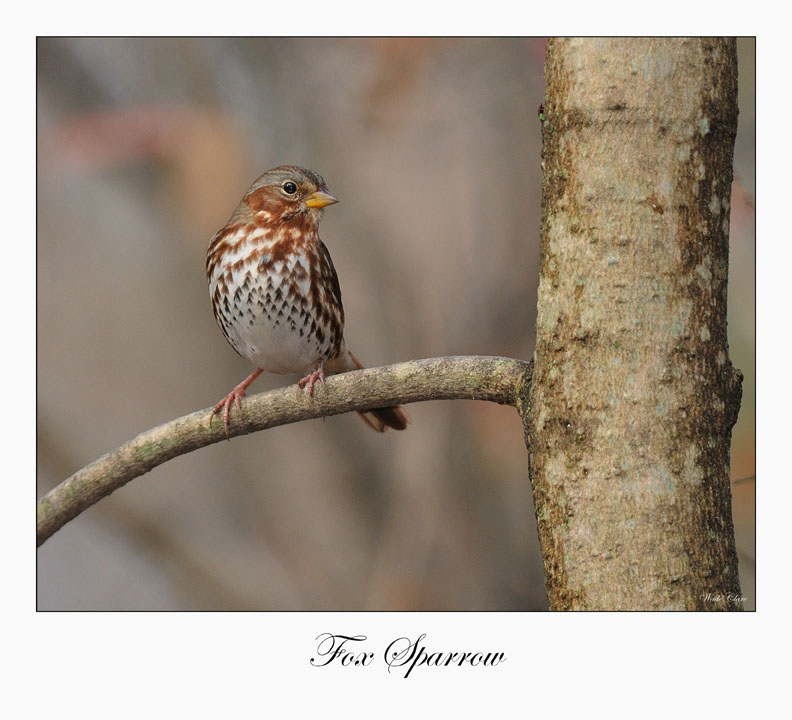 Fox Sparrow