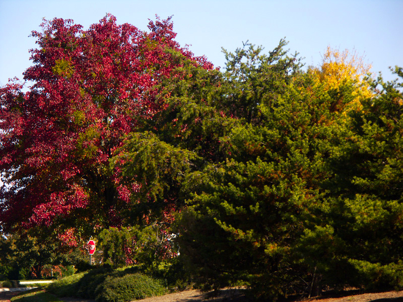 Johns Creek park 5a