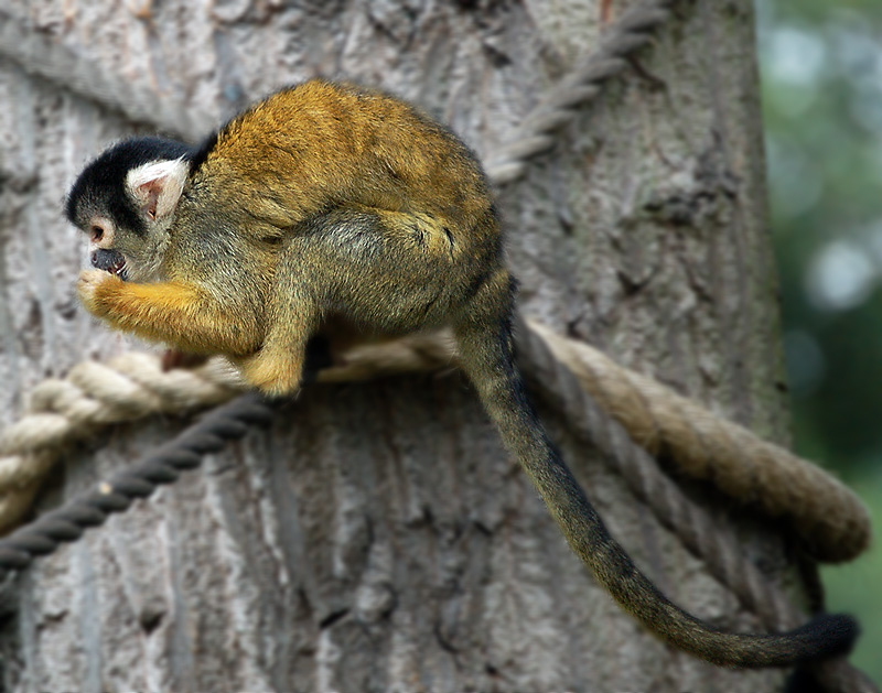 Monkey Business