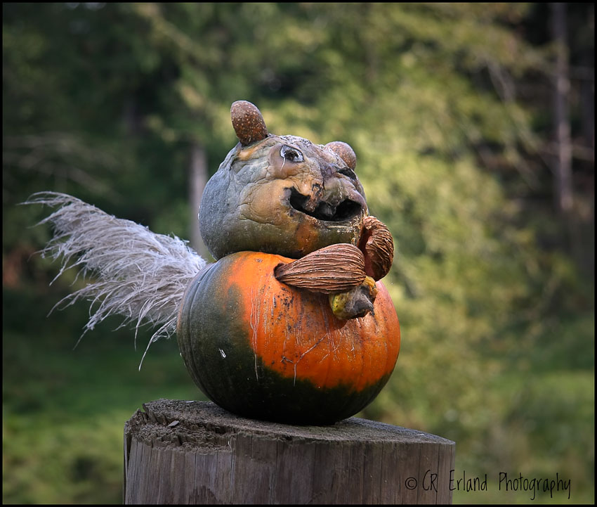 Halloween Squirrel