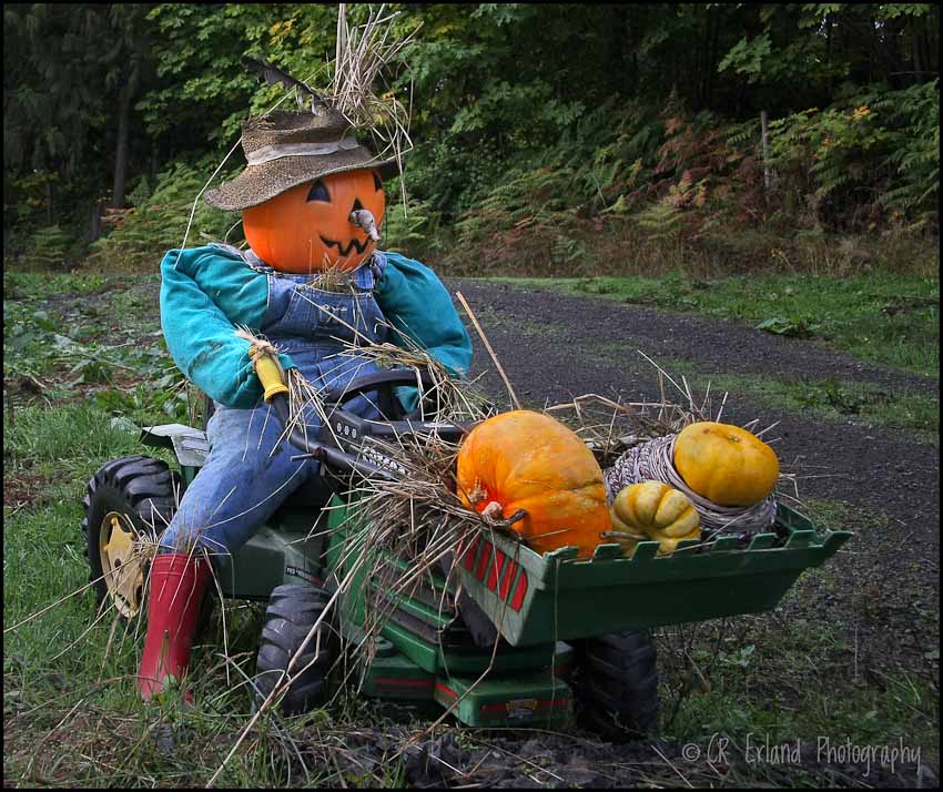 Harvest Time