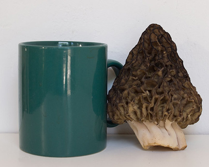 morel2011w20110616-_01A3449.jpg