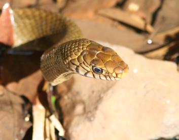 New Images from India