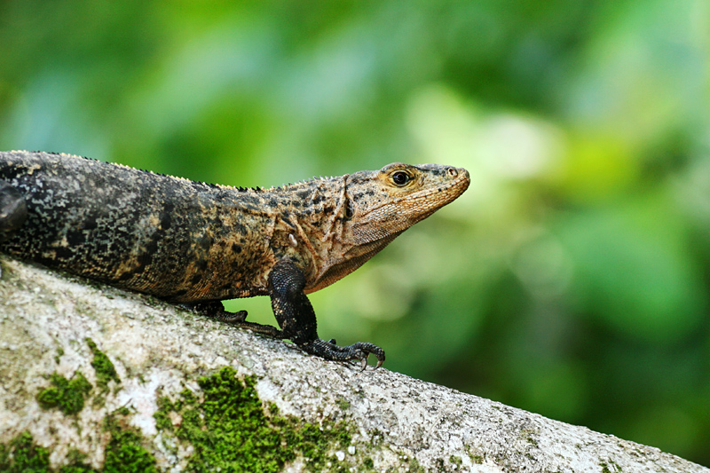 Iguana