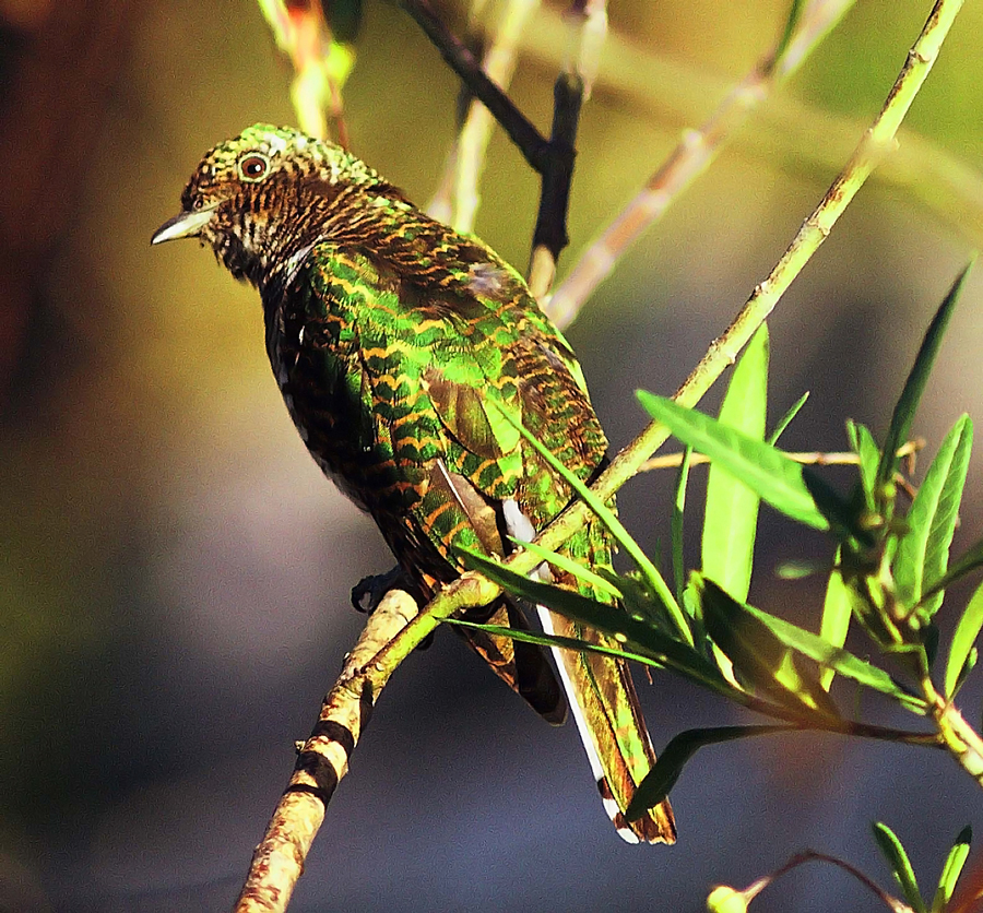 Chrysococcyx klaas, Klaass Cuckoo, female