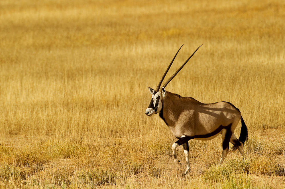 Oryx gemsbok