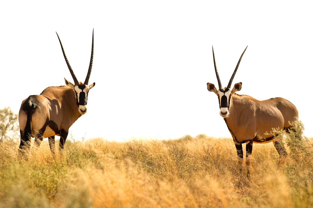 Oryx gemsbok