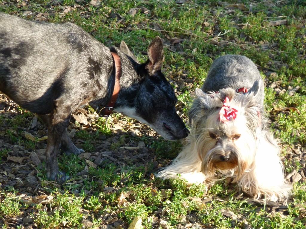 dogpark 012 [1024x768].JPG