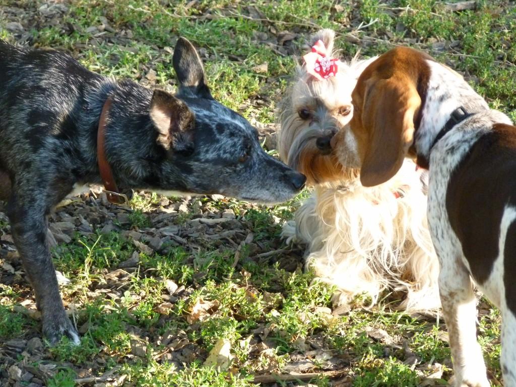 dogpark 013 [1024x768].JPG