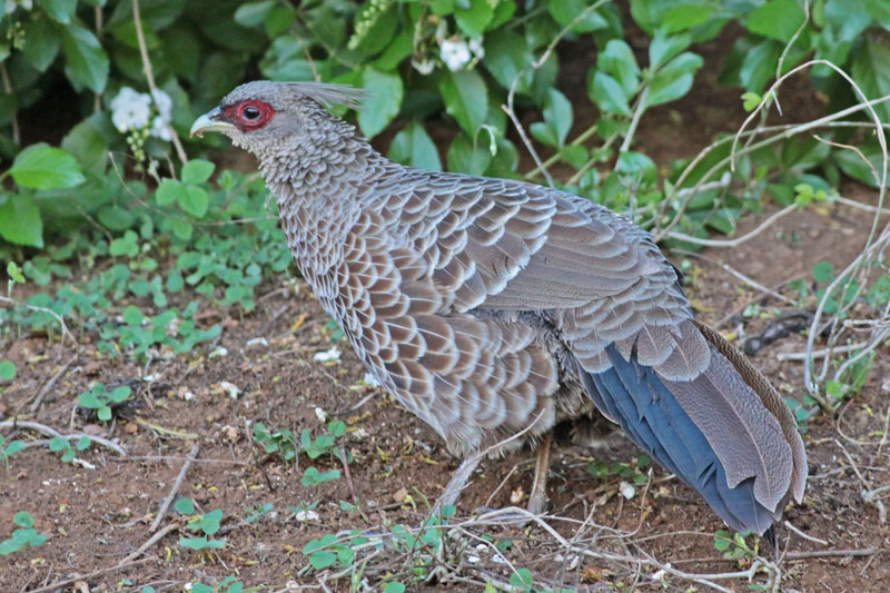 Kalij Pheasant (female)