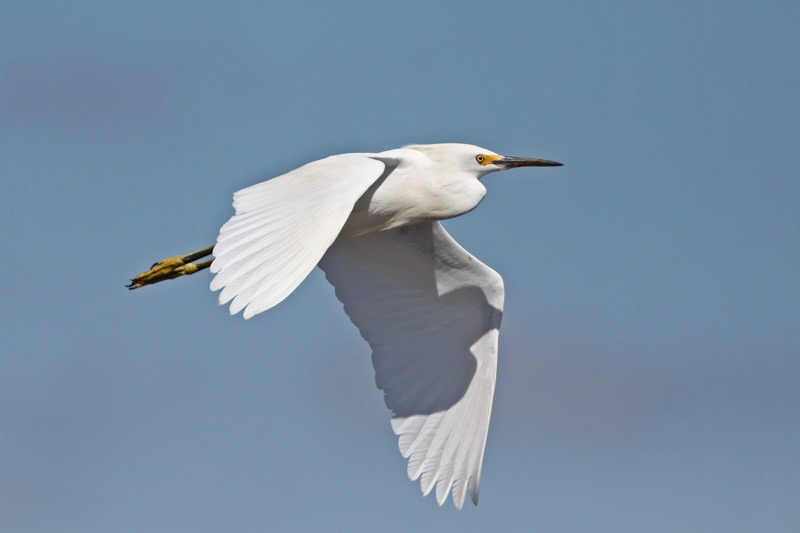 Snowy Egret