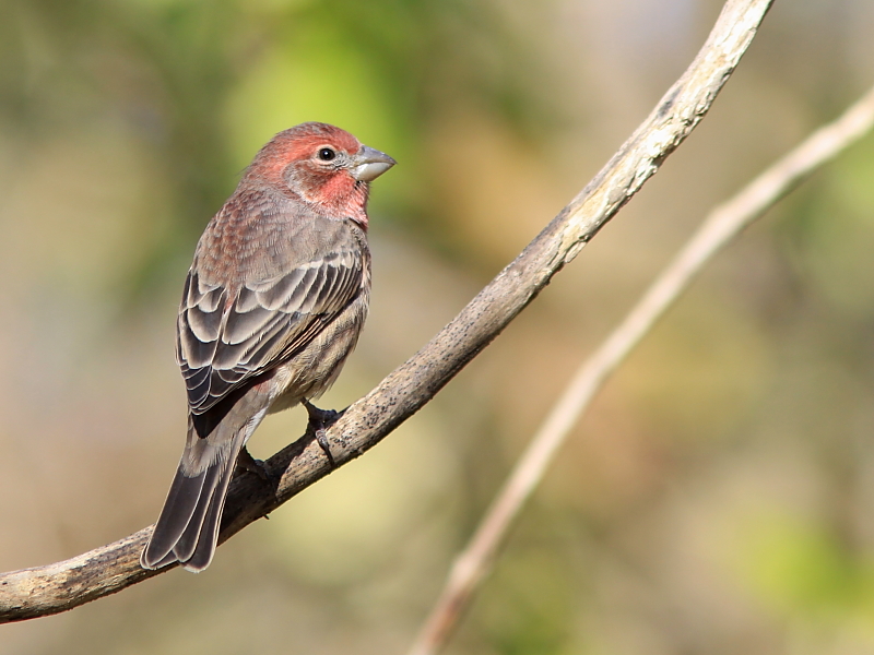 Roselin Familier - House Finch 