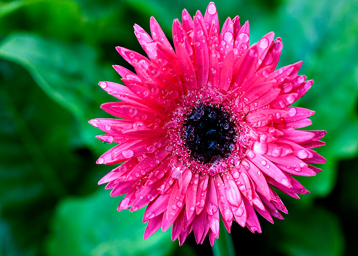 Rainy Day Flower