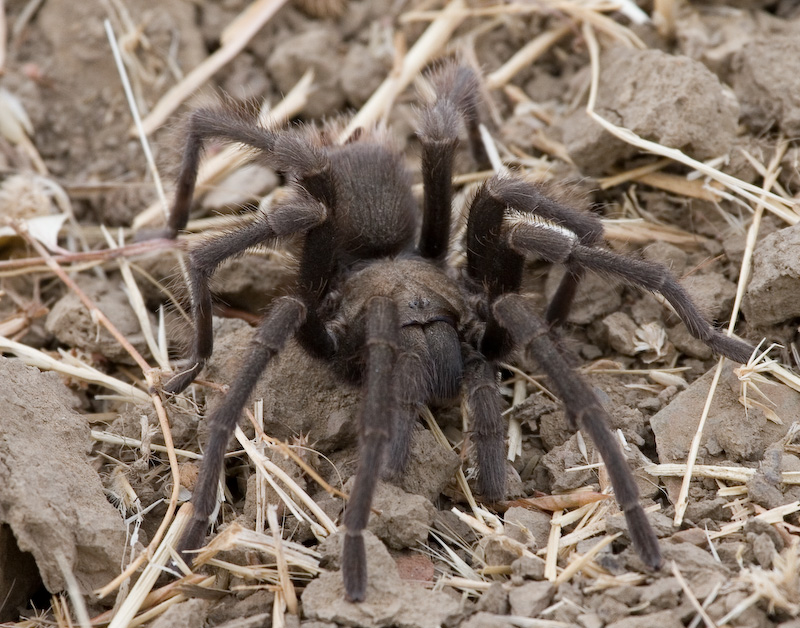 Tarantula
