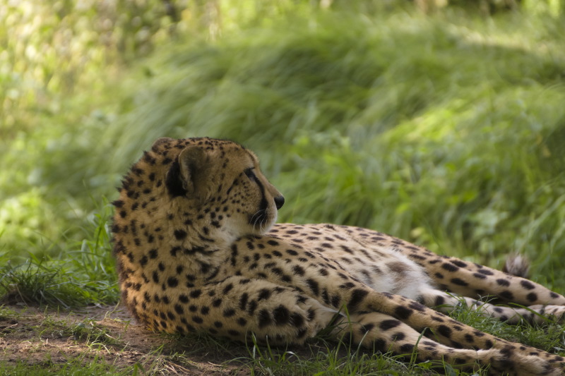 cheetah3-sk.JPG