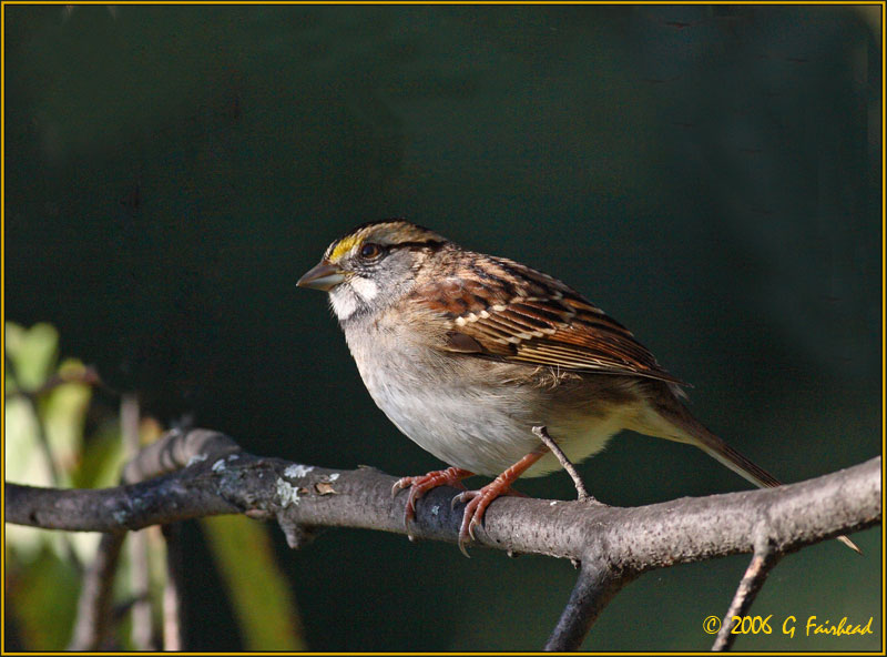 White Throated Sparrow