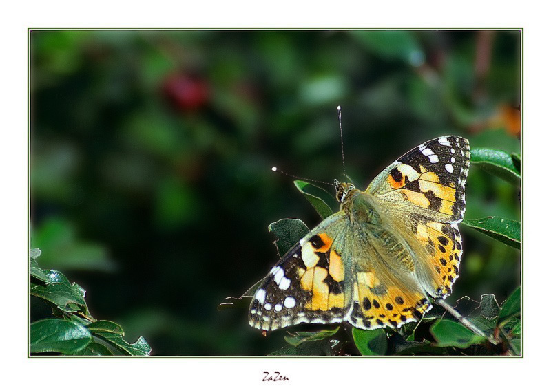 belle dame; la Vanesse des chardons 2