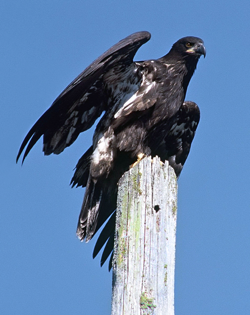 Bald Eagle -Juvenile