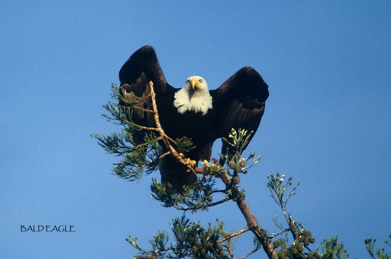 Bald Eagle