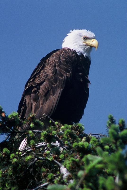 Bald Eagle