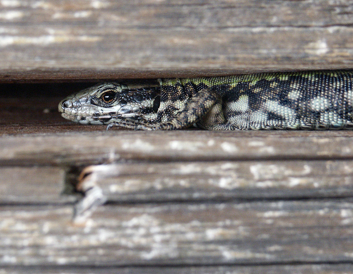 Hiding Lizard