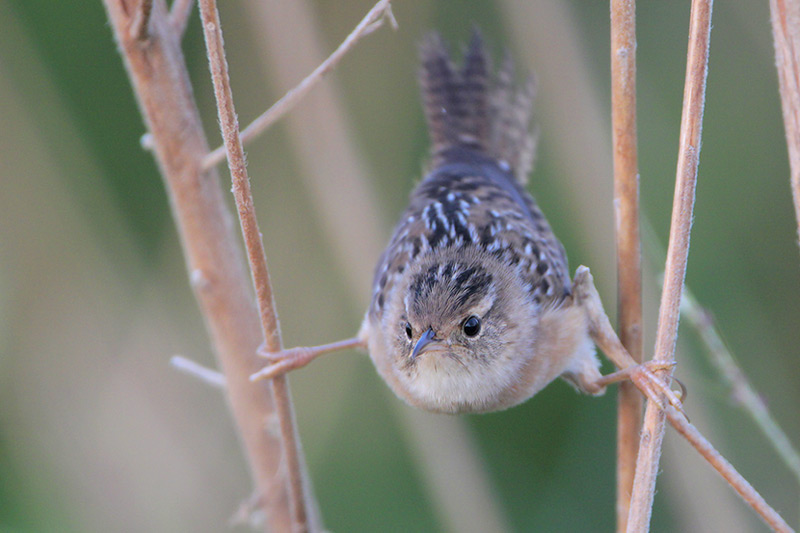 Sedge Wren