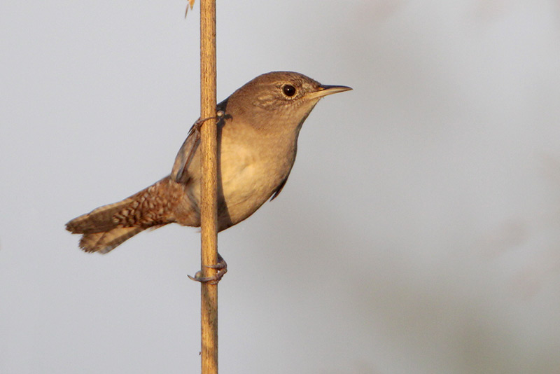House Wren
