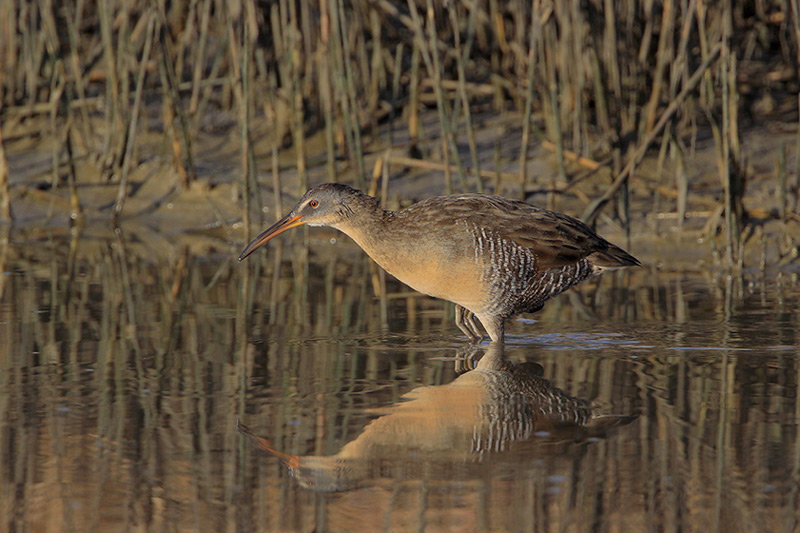 Clapper Rail