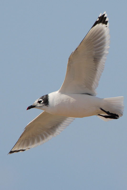 Franklins Gull
