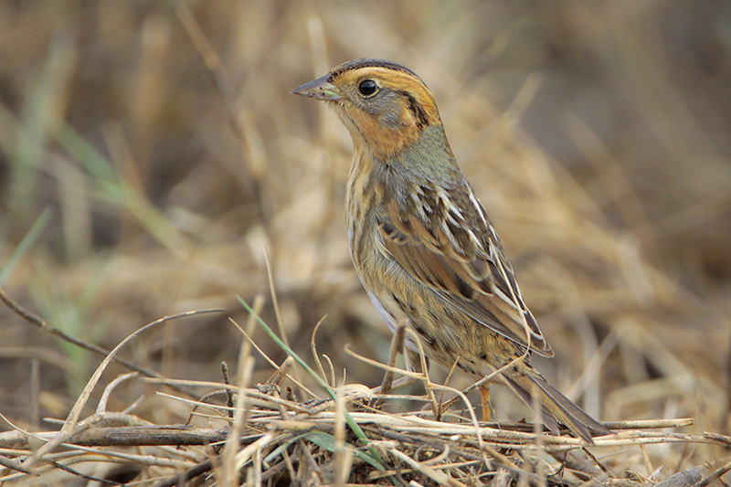 Nelsons Sharp-tailed Sparrow