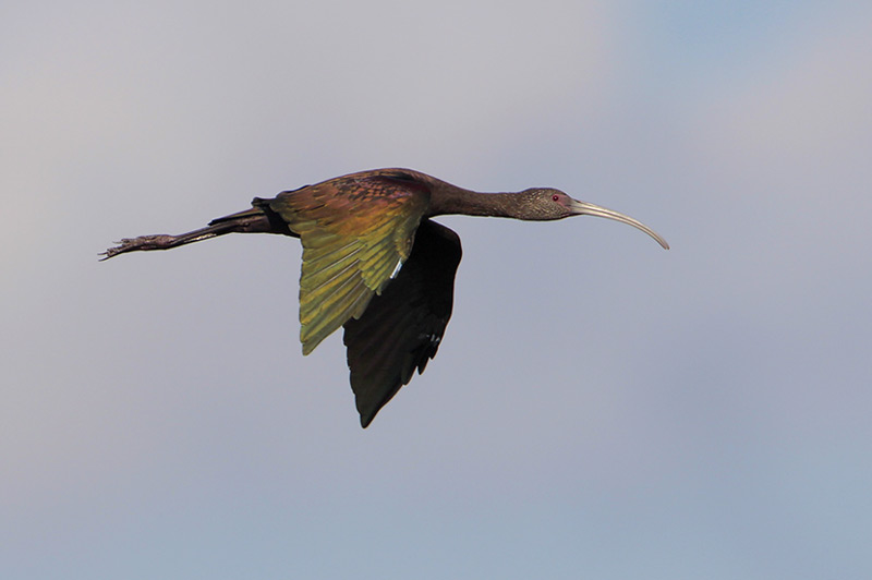 White-faced Ibis