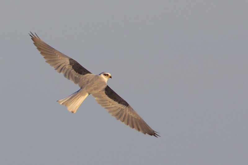 White-tailed Kite