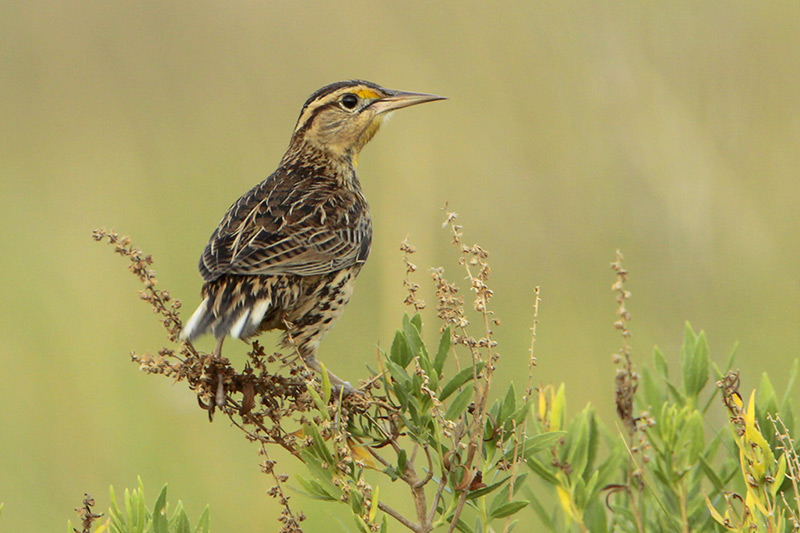 Eastern Meadowlark