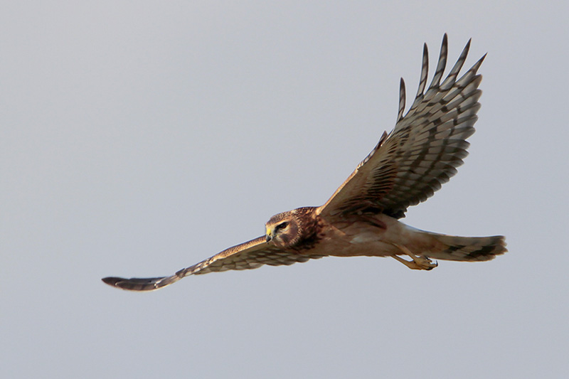 Northern Harrier