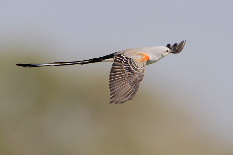 Scissor-tailed Flycatcher