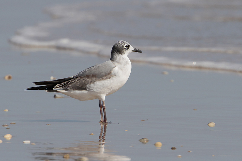 Franklins Gull