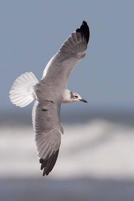 Laughing Gull