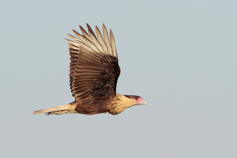Crested Caracara