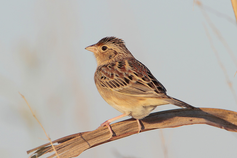 Grasshopper Sparrow