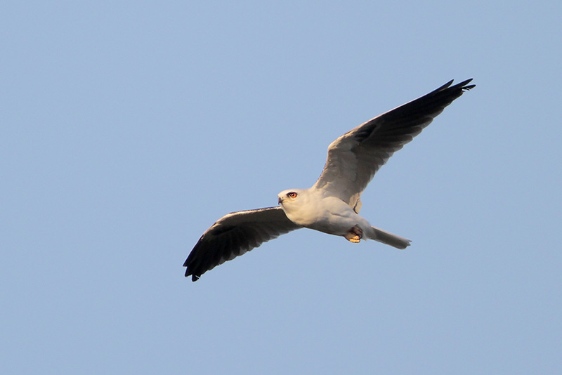 White-tailed Kite