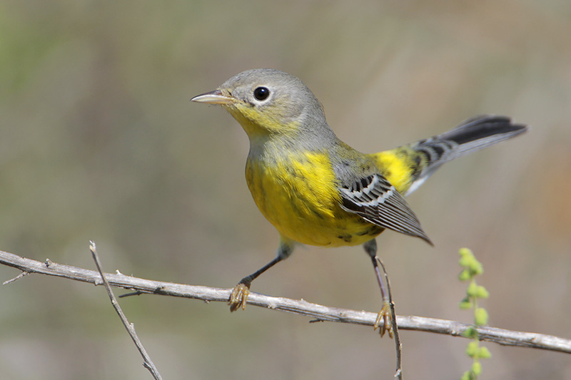 Magnolia Warbler